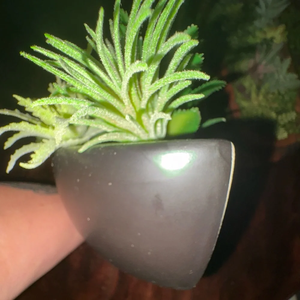 Succulent Arrangement in Black ceramic Bowl for wall